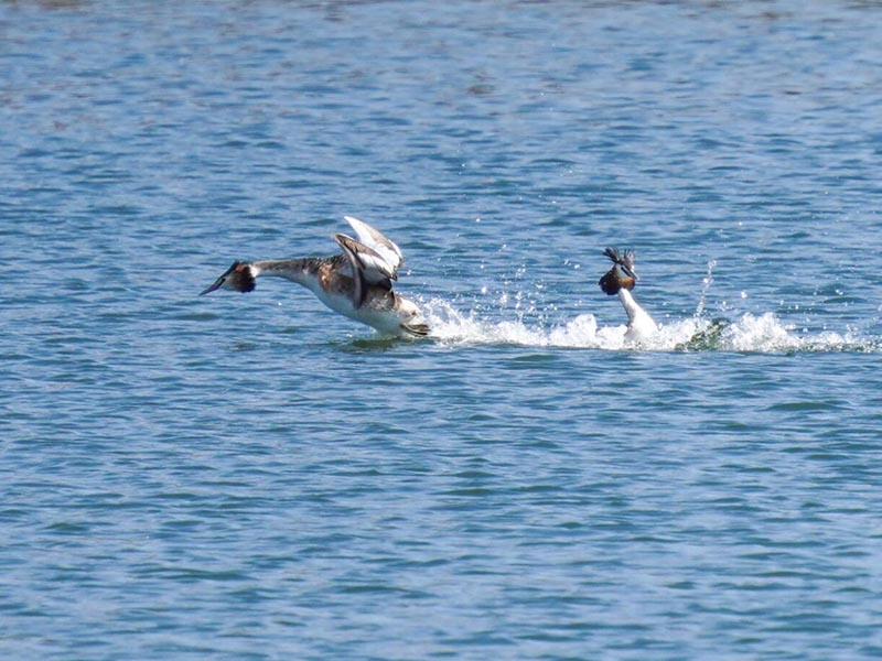 水质COD检测时容易遇到的问题 水质COD检测时容易遇到的问题