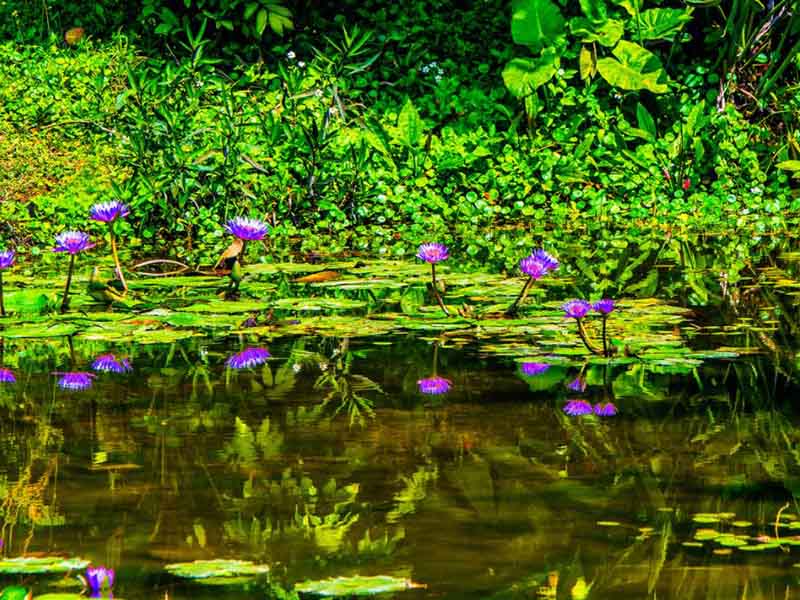 高氨氮含量的水样如何处理 高氨氮含量的水样如何处理
