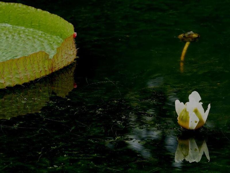 影响水产养殖水质的指标有哪些