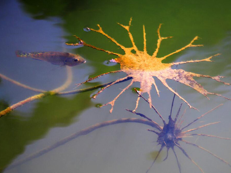 水产养殖监控系统是什么 水产养殖监控系统是什么