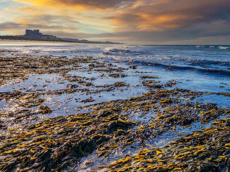 水质叶绿素a测定步骤