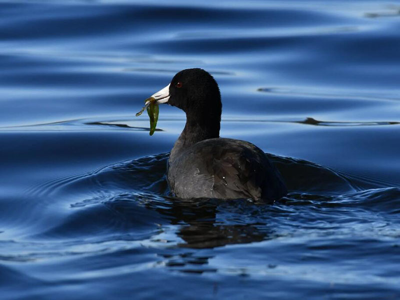 水中硝酸盐氮的测定原理