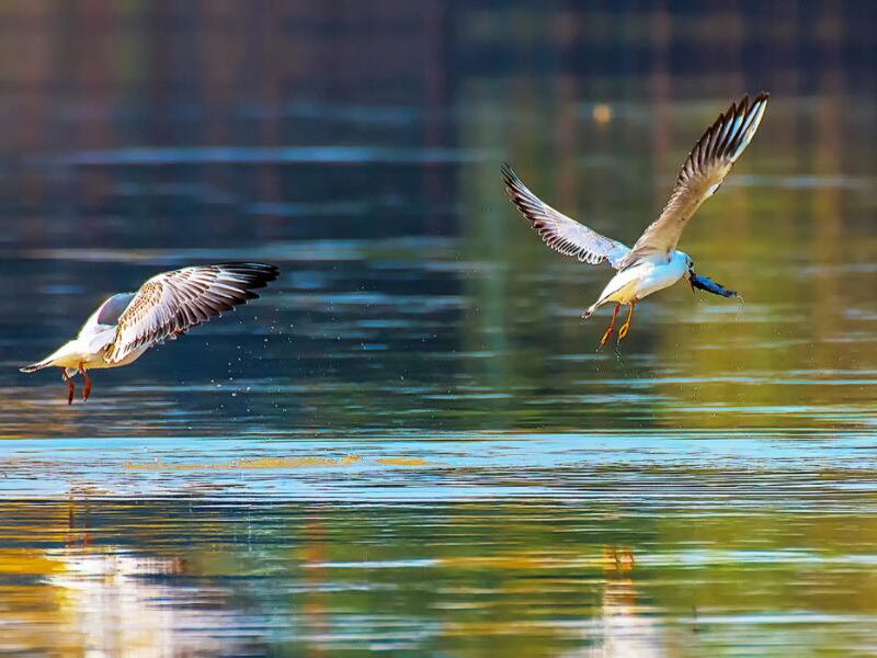 BOD5测量仪功能及原理