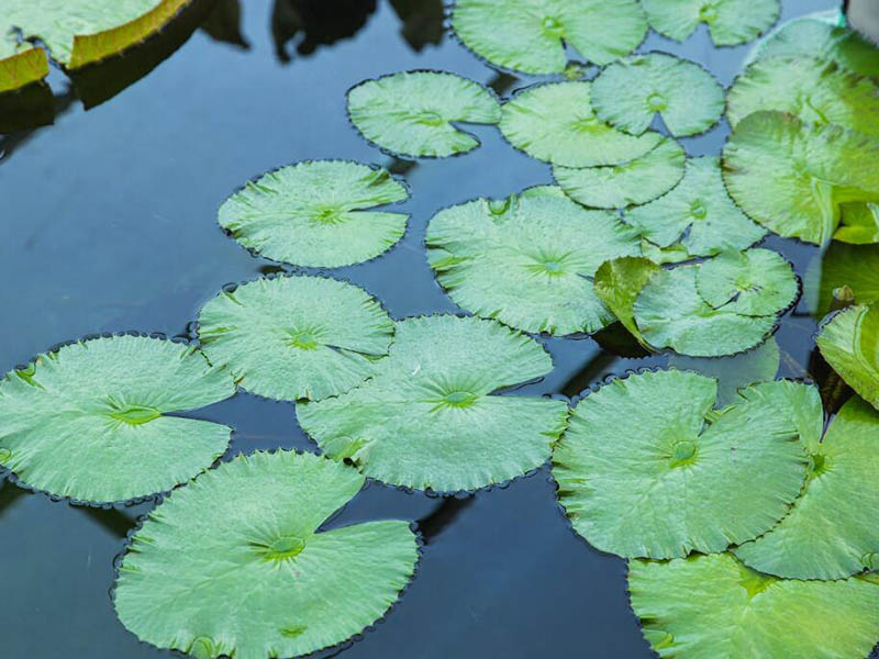 溶解氧在线监测仪电极如何校准