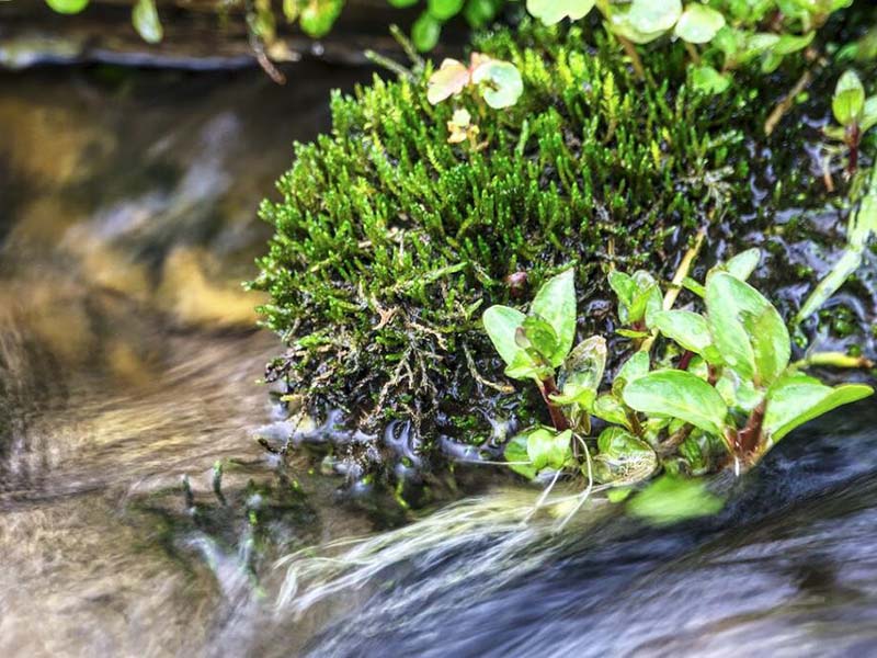 水质微生物快速检测仪多少钱
