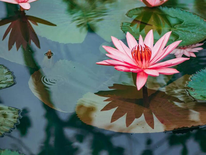 便携式氨氮检测仪正确操作方法