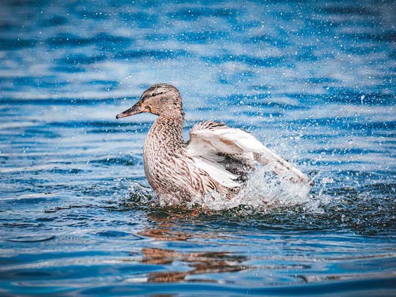 水产养殖亚硝酸盐超标该如何降解