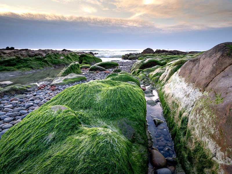 水质蓝绿藻分析仪的优点