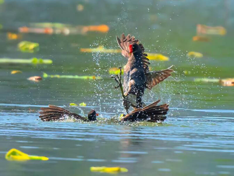 溶解氧测定仪校准方法