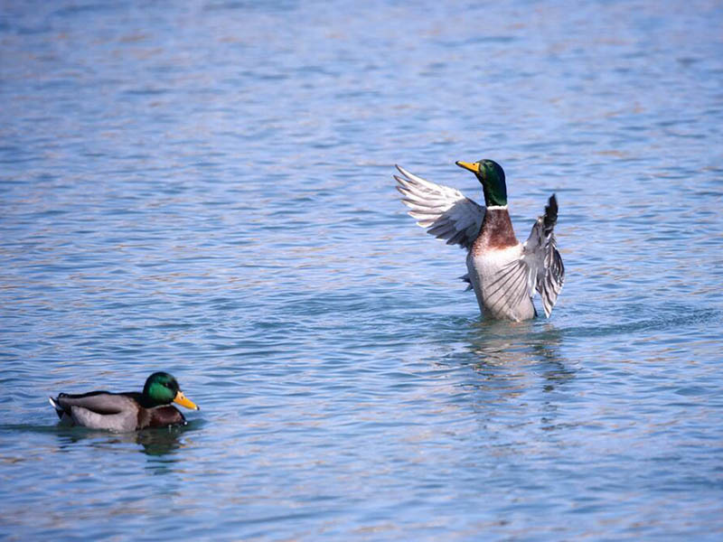 余氯的存在形式与检测方法