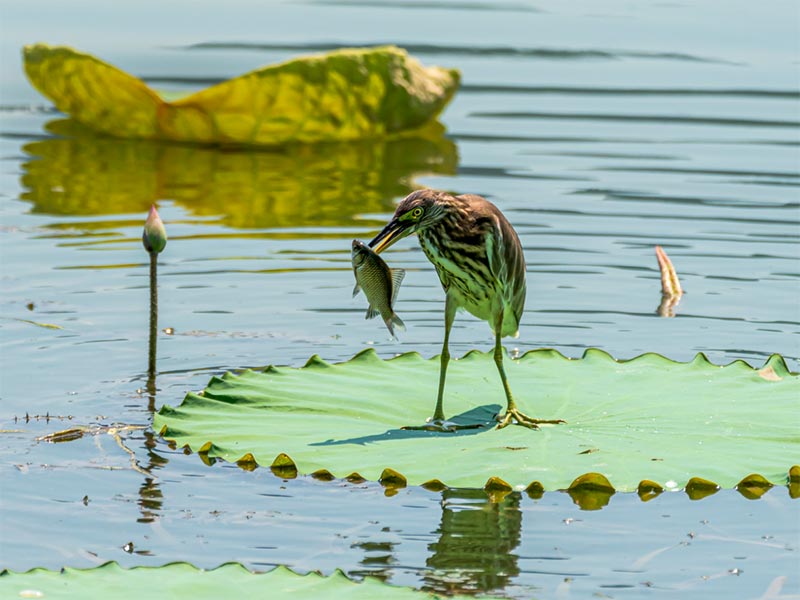 水产养殖氨氮过高的危害