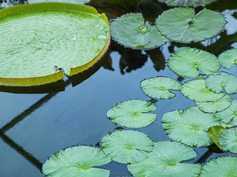 水产养殖水质检测指标总碱度是什么