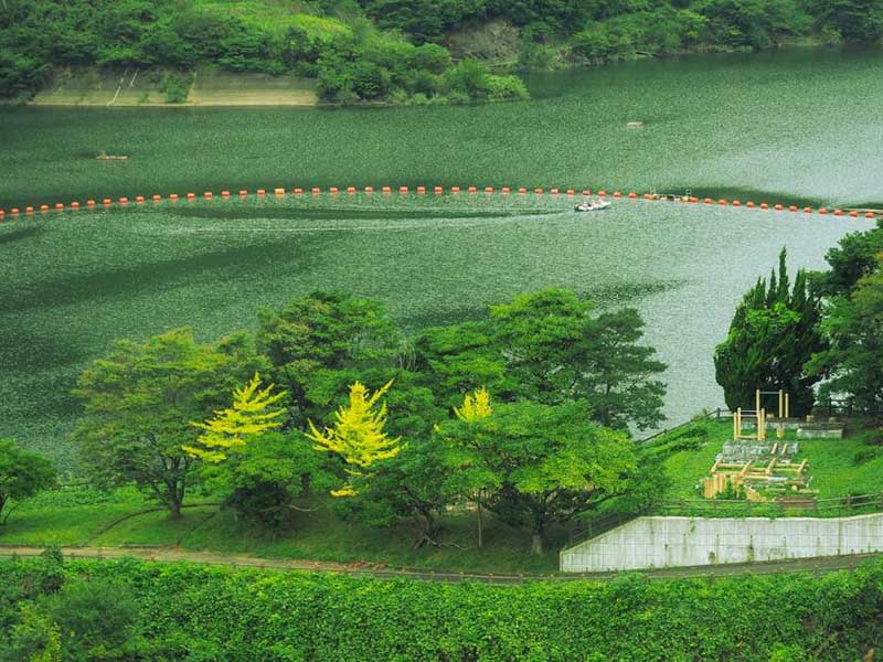 水体中蓝绿藻的危害有哪些