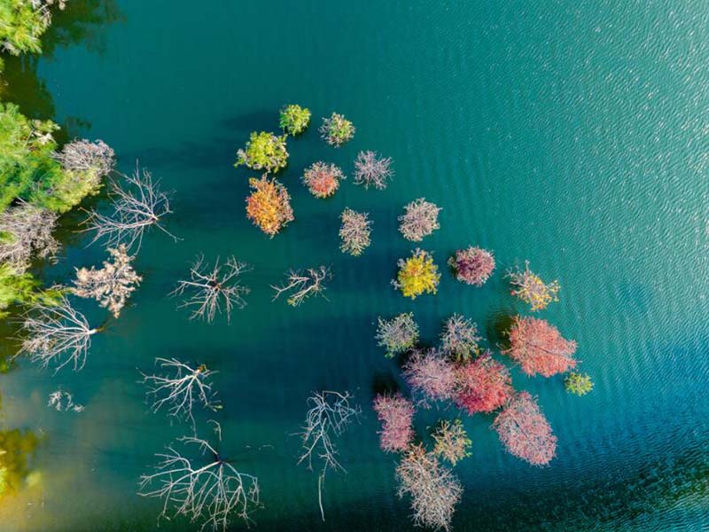 【讨论】浒苔泛滥与哪些水质指标有关系