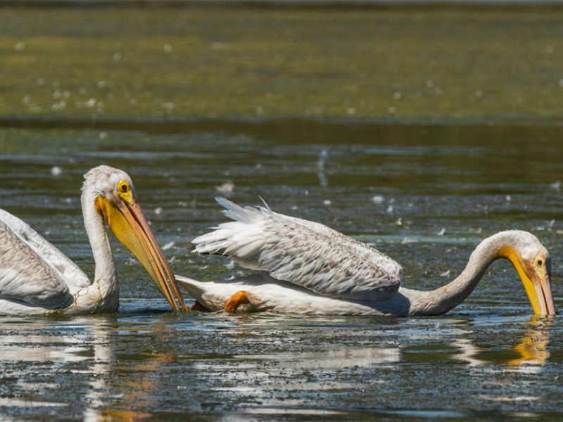 中国地表水铅污染的现状