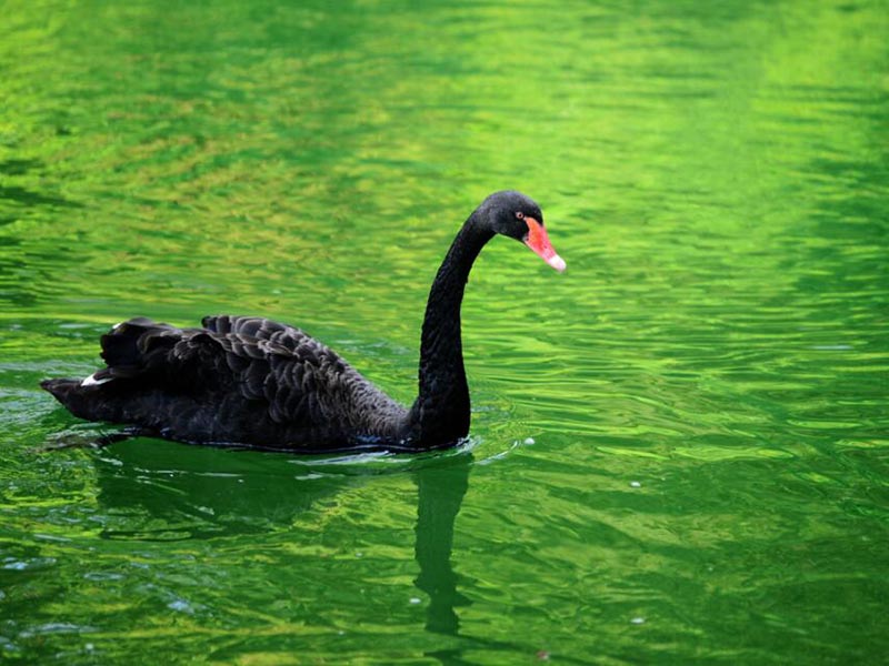 水体藻类监测主要方法有哪些